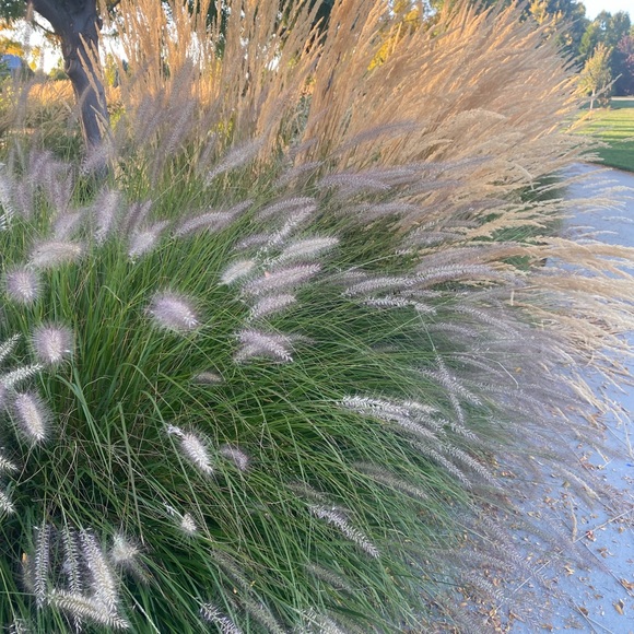 Meet your Posher, Judite - Picture 2 of 16